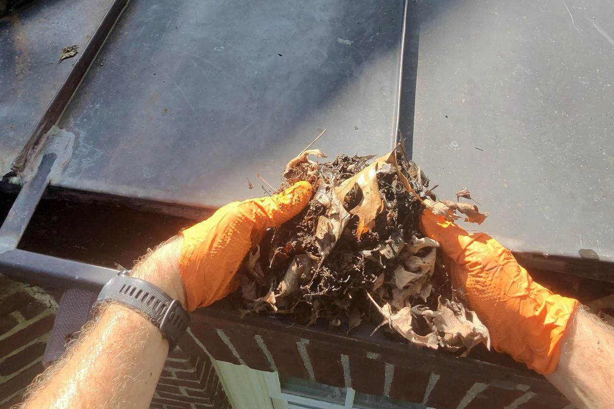A fistful of packed leaves cleared from the same gutter